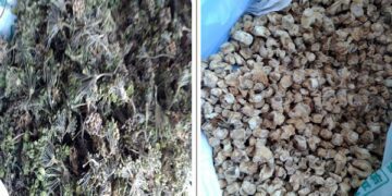 [대한건강의료신문]-홍삼농축액-대신-인삼꽃,-인삼뇌두-사용-업체-적발