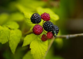 [대한건강의료신문]-효능-가득-‘복분자’의-모든-것