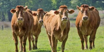 [대한건강의료신문]-축산업,-한우-사육에서-탄소-줄인다