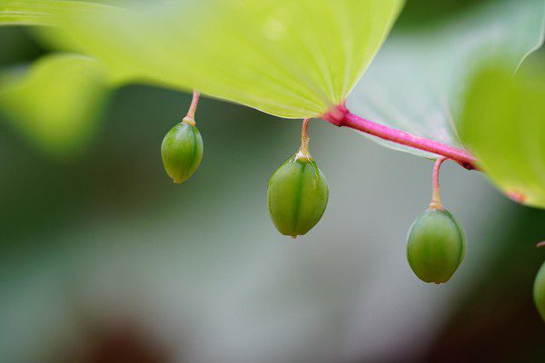 둥글레 열매 (사진 출처=pixabay)